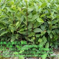 四川桂花苗圃基地信息尽在农苗网——优质苗业资源一览