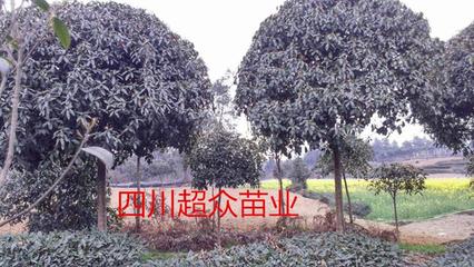 四川雅安桂花树与成都8-12公分桂花树 优质苗木的绿色魅力