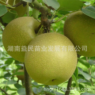 梨子树系列产品展示第1页 - 益阳邓益民苗业发展