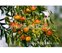 南方红枣树苗产品信息——优质苗业，丰收的起点