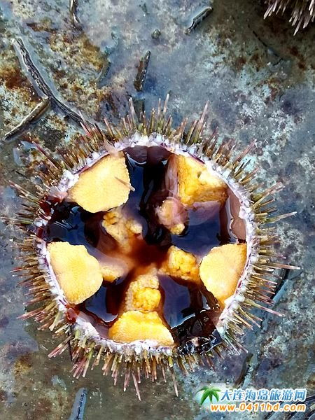 长海县马粪海胆喜获丰收，半个月热销10万斤助力苗业发展