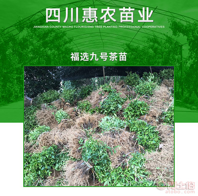 雅安市名山区惠农苗木种植农民专业合作社 以顾客满意为中心的专业苗业服务