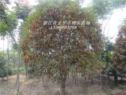 桂花与浙江金华晓东苗业 专业苗业的繁荣之路