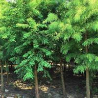 嘉兴神州苗业基地 探索现代苗业的创新与发展之路