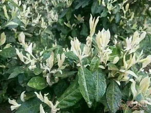 雅安市名山区惠农苗木种植农民专业合作社 您的绿色财富管家，阿土伯网苗业热销进行中